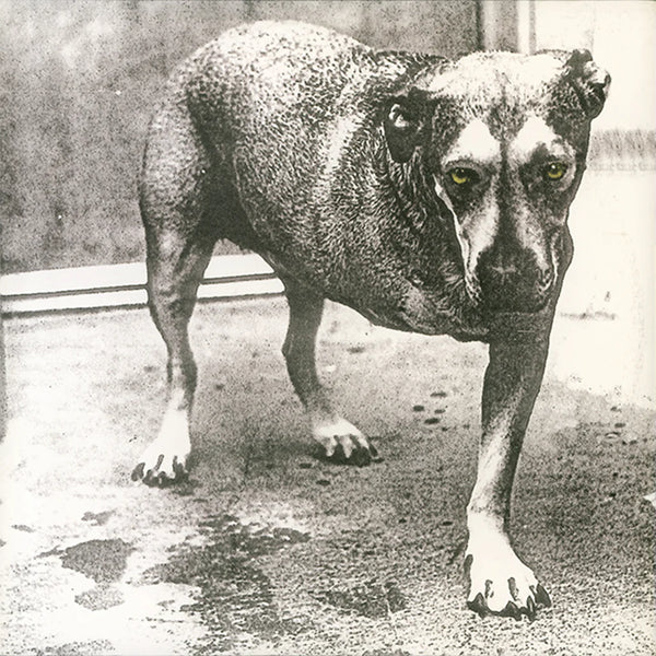 Alice In Chains - Alice In Chains (30th Anniversary)